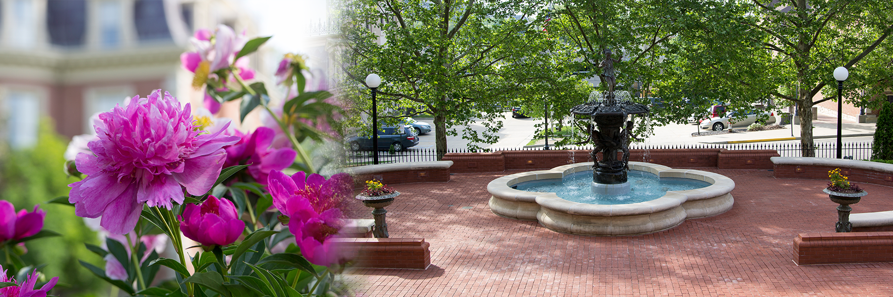 Peonies and the fountain at the Mansion