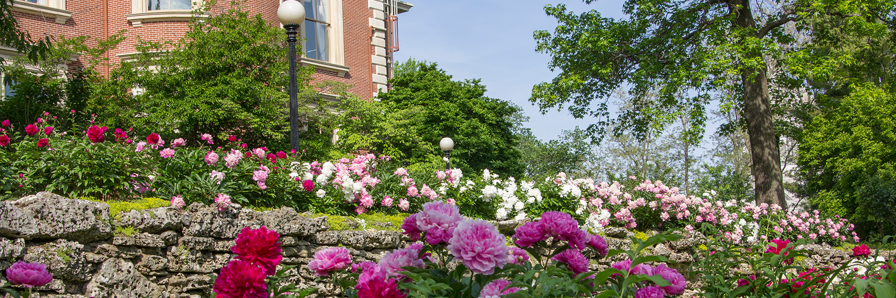 Peonies at the Mansion